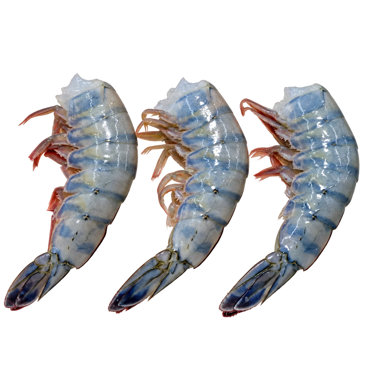 Shrimps